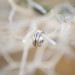 Elegant Wedding Rings at Villas Mar Azure in Ponce, PR thumbnail