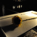 Single Sunflower for Beautiful Nighttime Wedding Proposal in Palm Beach, FL thumbnail