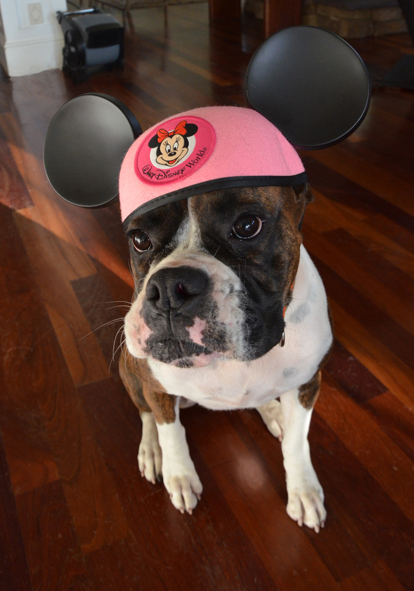 Dog Wearing Mickey Ears at a Disney Side Party | The Majestic Vision Wedding Planning | Palm Beach, FL | www.themajesticvision.com | Emily Allongo Photography